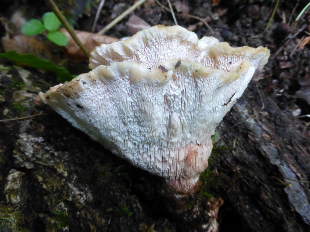 Abortiporus biennis.
Photo credit: Jean-Paul Maurice