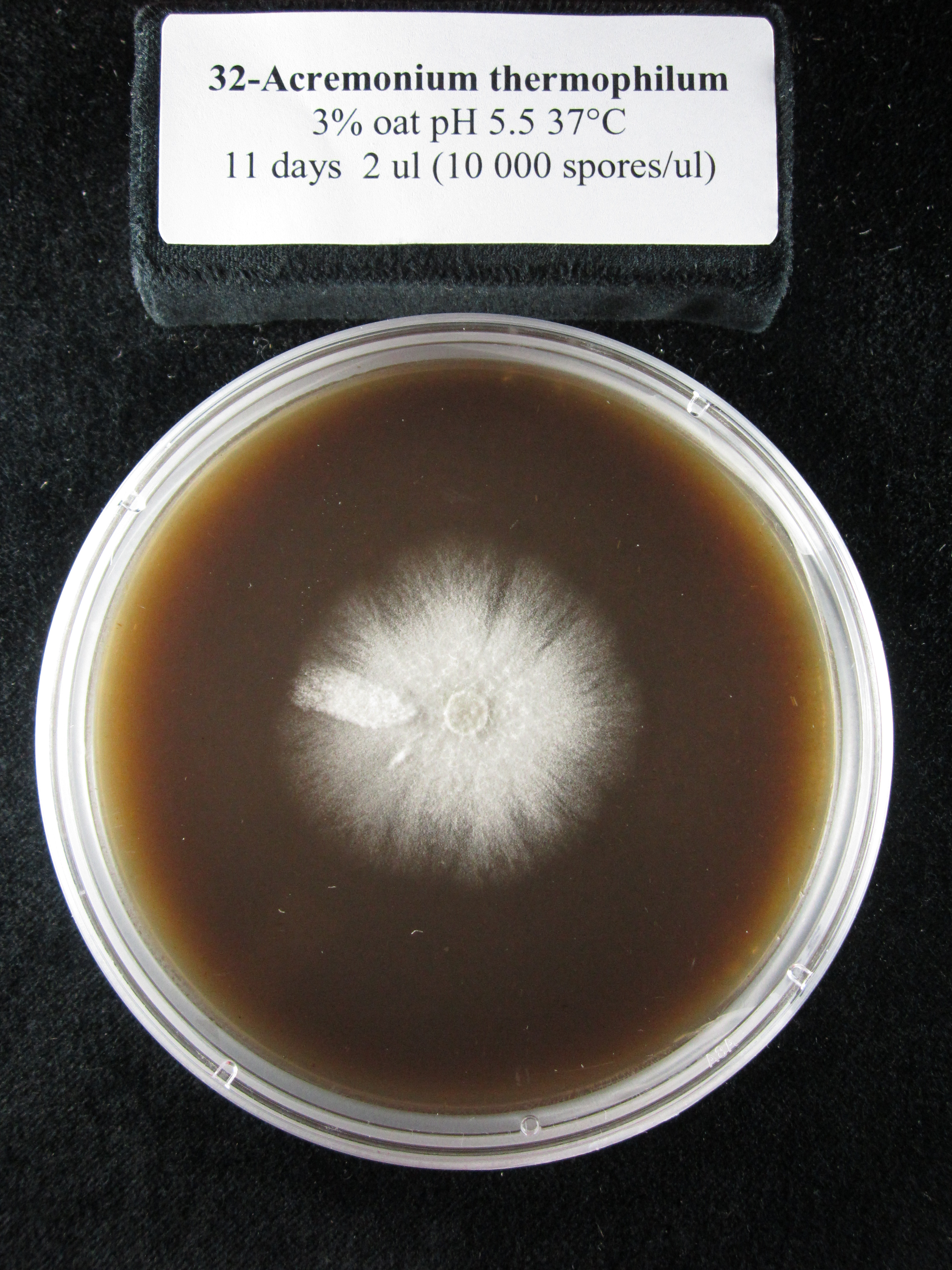 Photo of Phialemonium thermophilum ATCC 24622