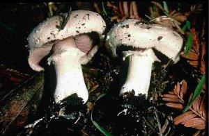 Photo of Agaricus bisporus var bisporus (H97) v2.0