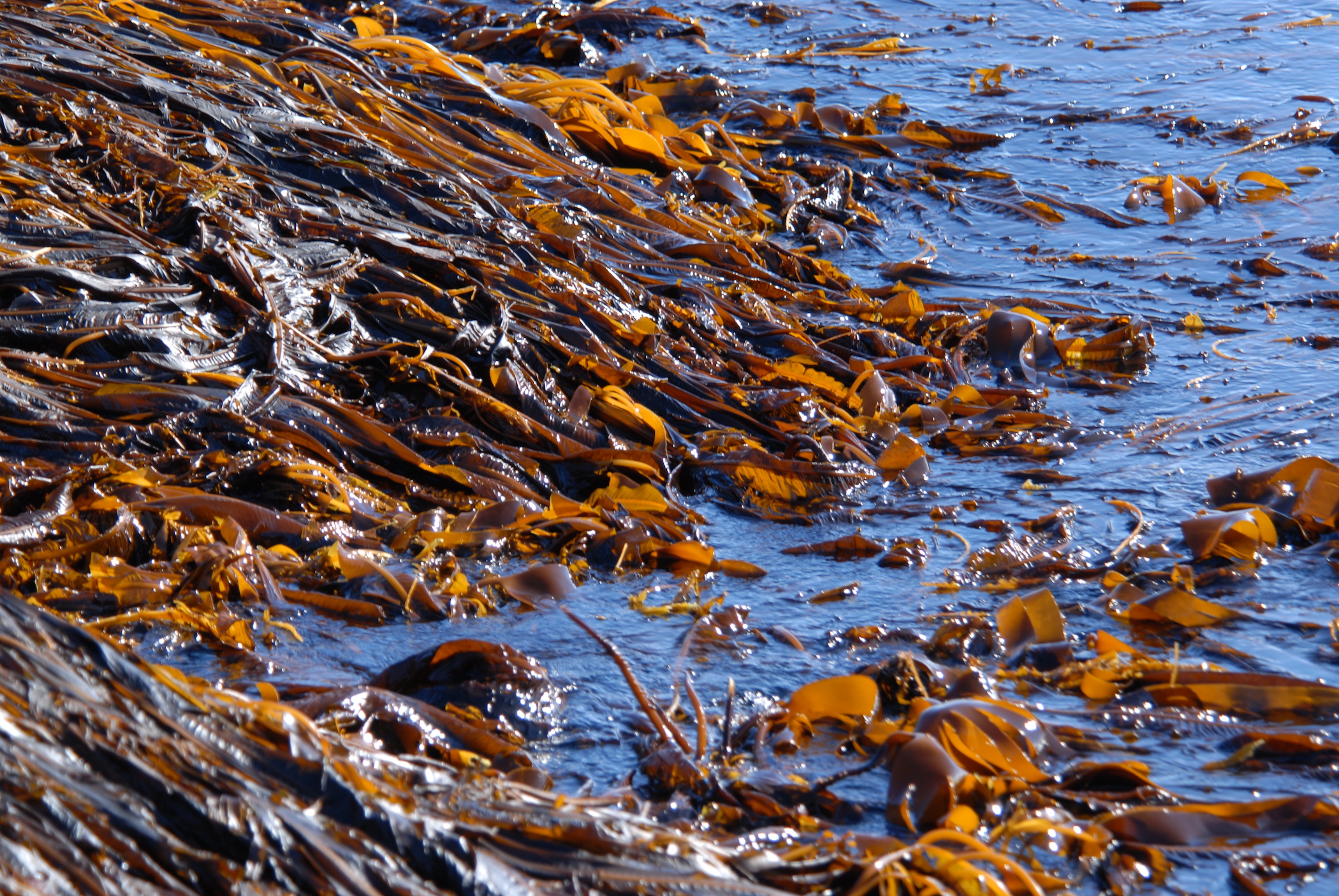 Alaria esculenta beds growing in Greenland