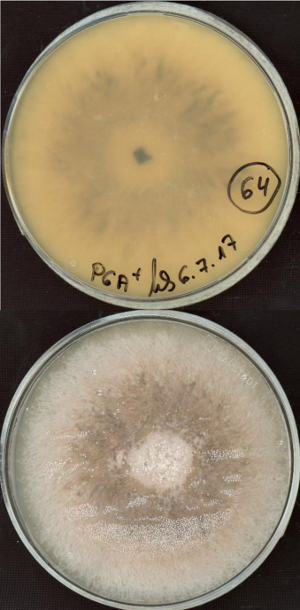 Photo of Alternaria alternata MPI-PUGE-AT-0064 v1.0