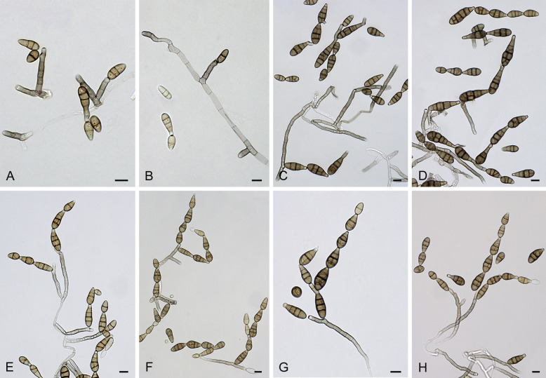 Conidia and conidiophores of Alternaria carthami