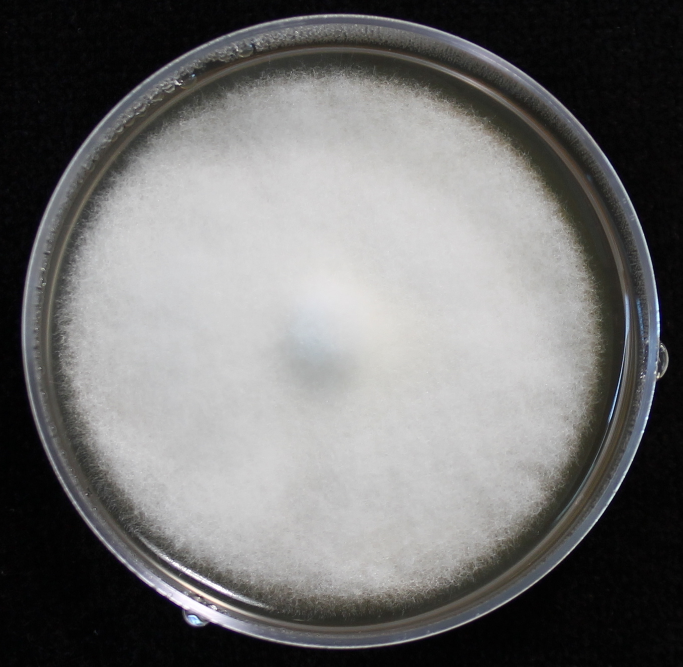 Photo credit: Jana M. U'Ren. Grown on 2% Malt Extract Agar.