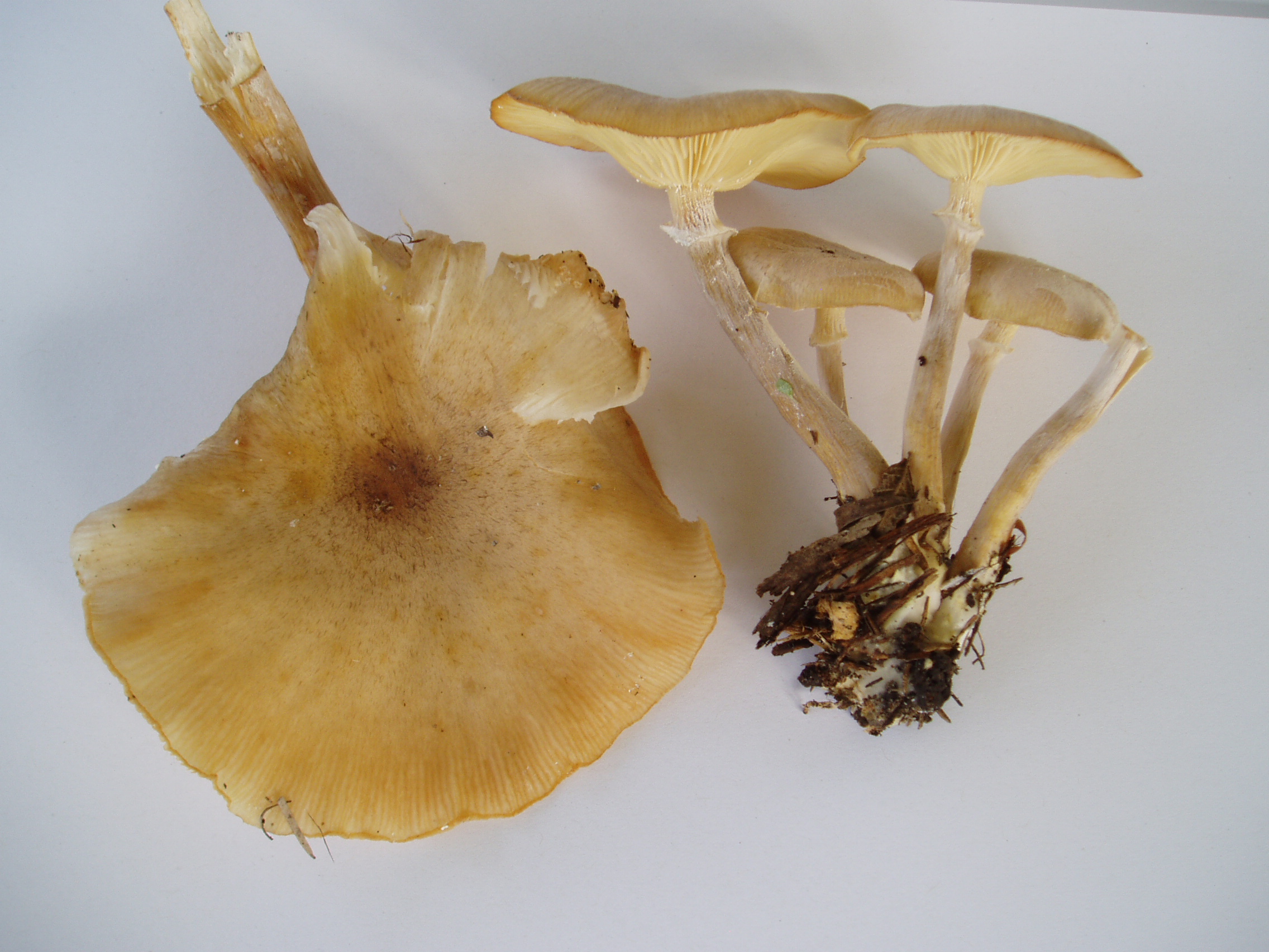 Photo of Armillaria fumosa CBS 122221 v1.0