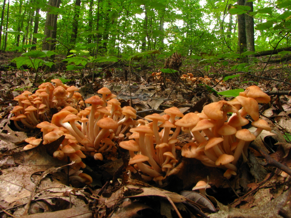 Photo of Armillaria tabescens CCBAS 213 v1.0