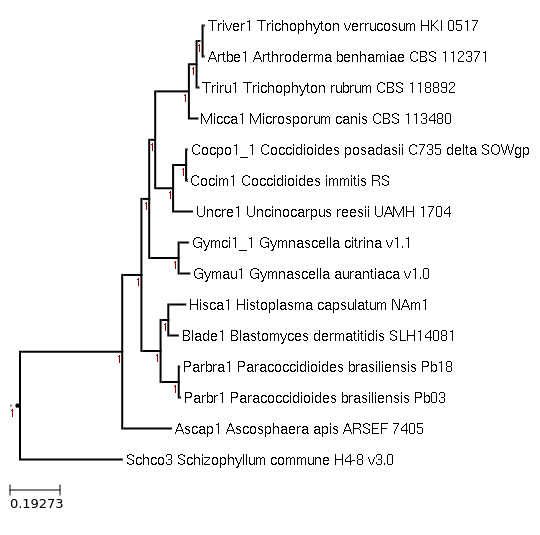 Ascosphaera apis ARSEF 7405