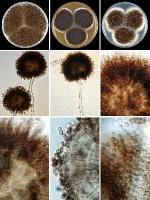 Photo of Aspergillus luchuensis CBS 106.47 v1.0