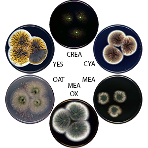 Aspergillus miraensis