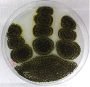 Photo of Aspergillus niger ATCC 13496 v2.0