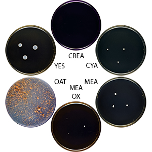 Aspergillus paraconicus DTO 356-C9