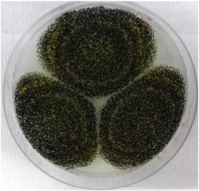 Photo of Aspergillus niger (phoenicis Corda) Thom ATCC 13157 v1.0