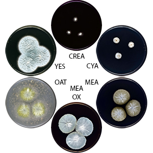 Photo of Aspergillus shendaweii IBT 34197 v1.0