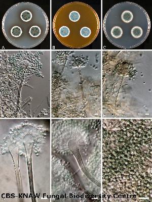 Photo of Aspergillus sydowii CBS 593.65 v1.0