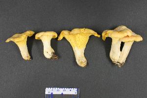 Cantharellus anzutake
