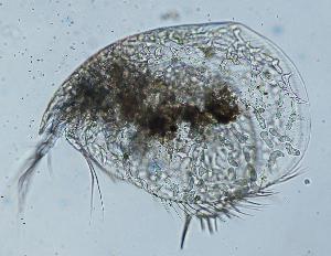 Catenaria anguillulae isolate parasitizing an ostracod. 