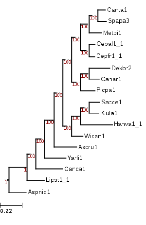 Saccharomycotina ML phylogeny