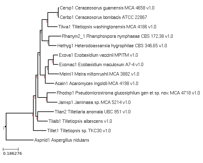 Photo of Ceraceosorus bombacis ATCC 22867