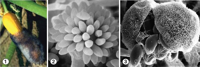 Fig 1) Fruit rot of yellow straight neck squash caused by C. cucurbitarum. Image courtesy of G.J. Holmes. Unispored sporangiola produced on terminal vesicles (Fig 2), and multispored sporangia that dehisce longitudinally at maturity (Fig 3). Figs 2 and 3 courtesy of Kerry O'Donnell.