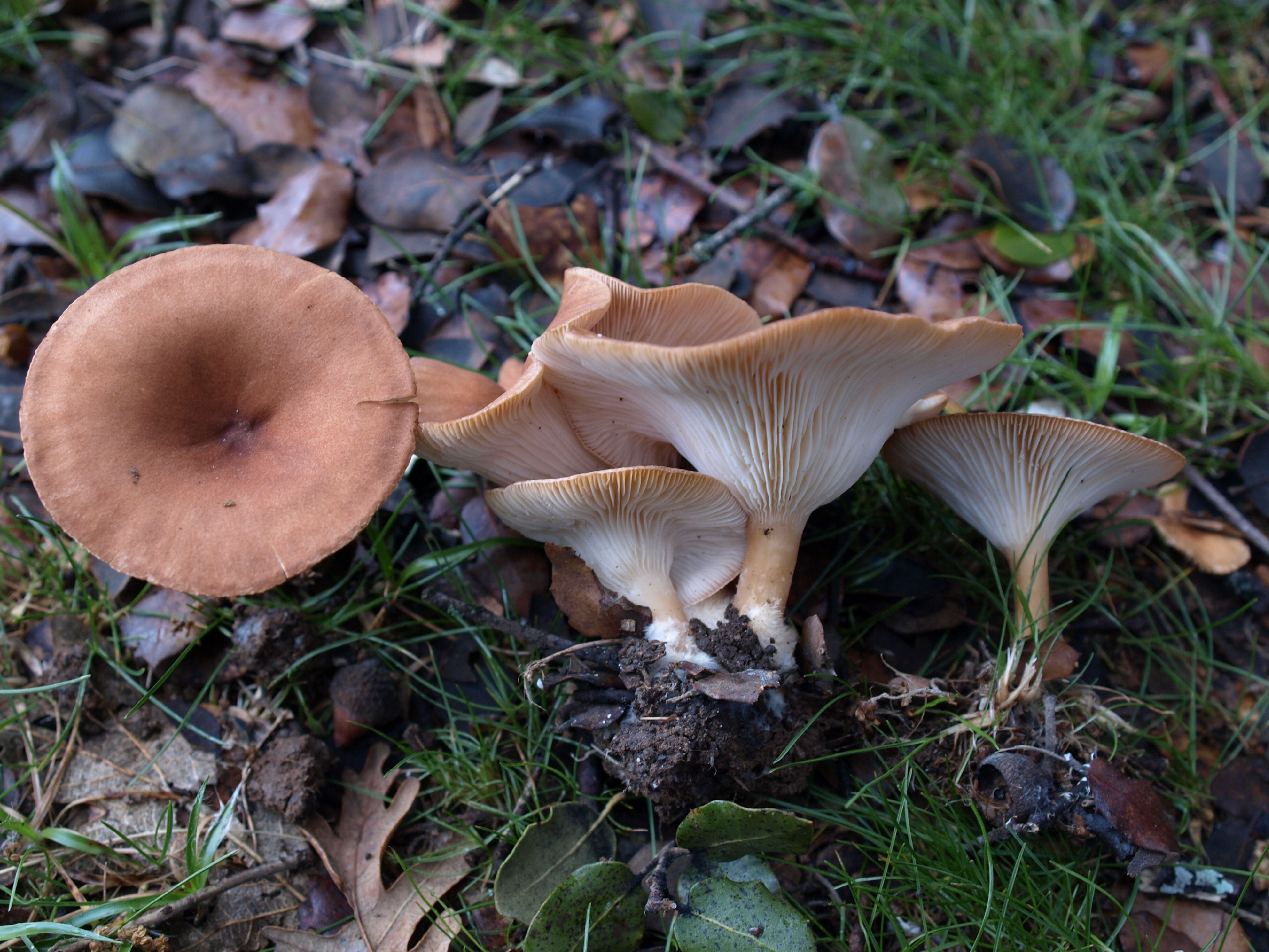 Clitocybe gibba by José María Barrasa