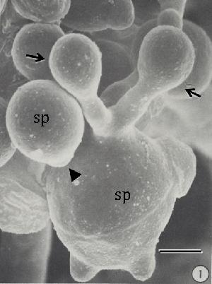 Photo of Conidiobolus coronatus NRRL28638 v1.0