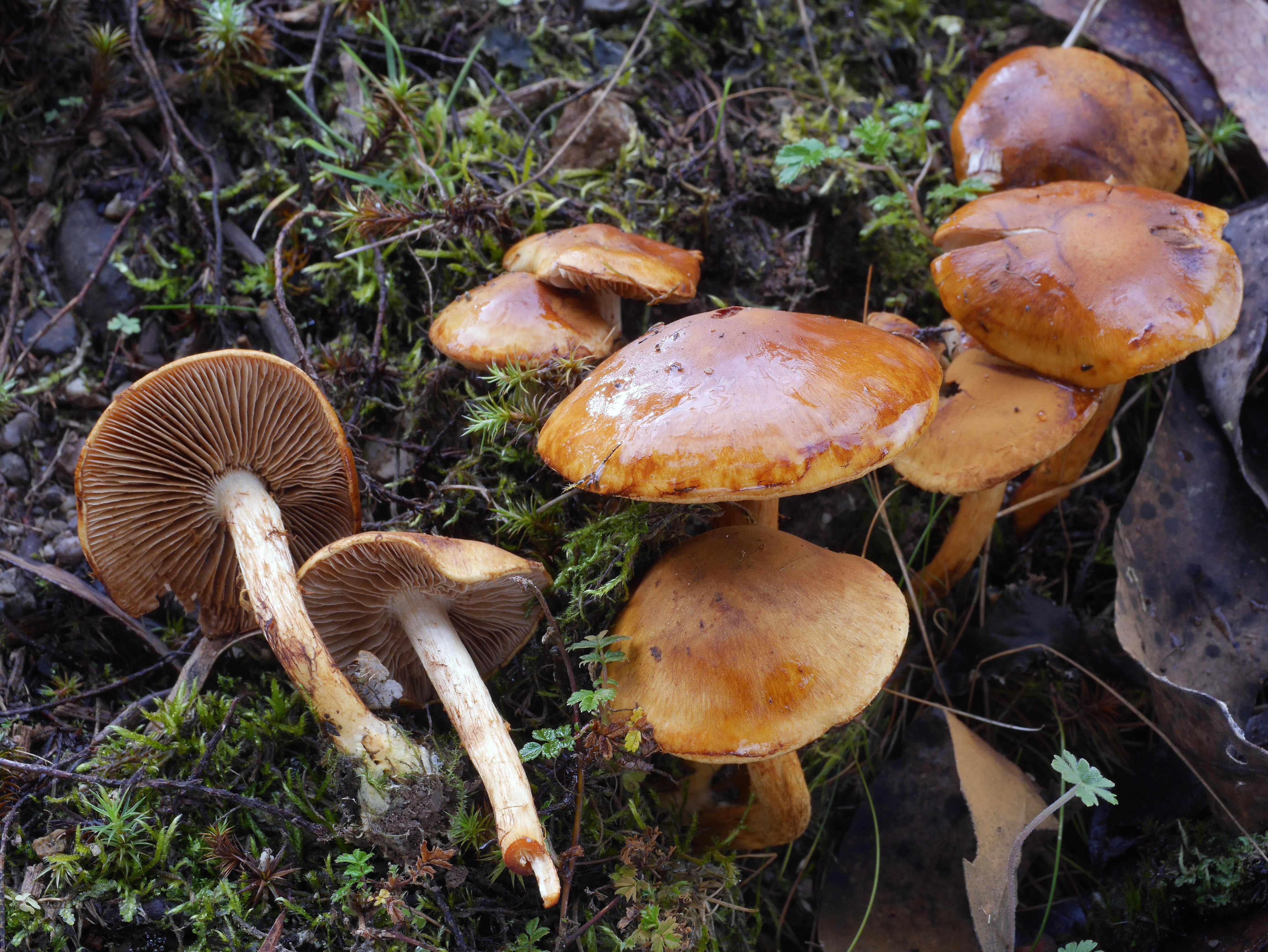 Cortinarius abnormis