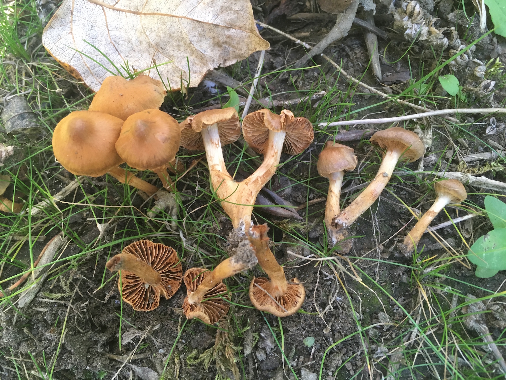 Cortinarius saniosus