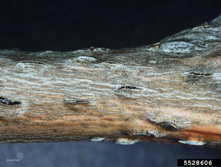 Pycnidia of Cryptodiaporthe populea, the causal agent of Dothichiza canker, under surface of poplar bark.
Image Credit: Bruce Watt, University of Maine