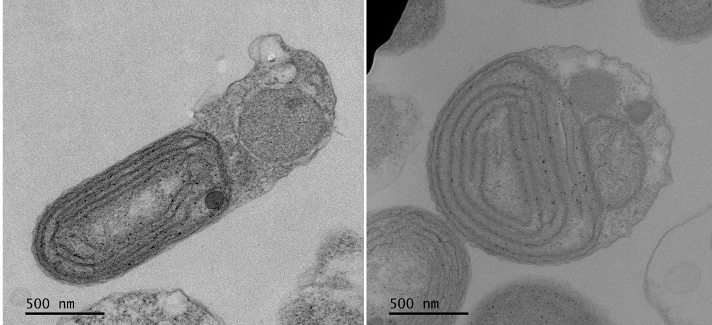 Cyanidiococcus yangmingshanensis 8.1.23 F7 [Images courtesy of Hwan Su Yoon]