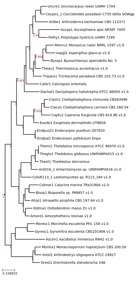 Photo of Dactylospora haliotrepha ATCC 66950 v1.0