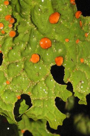 Lobaria pulmonaria
