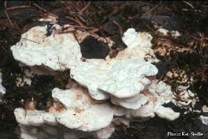 Photo of Dichomitus squalens OM18370.1 v1.0