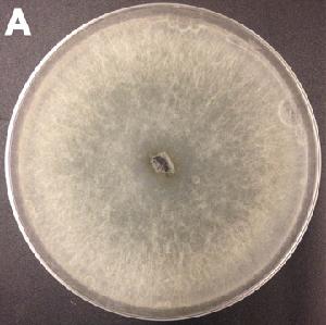 Diplodia seriata growing on PDA plate.