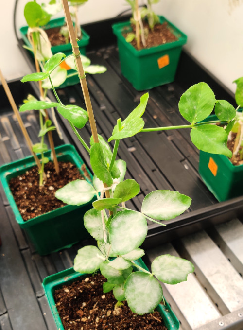 Erysiphe pisi on pea plants.