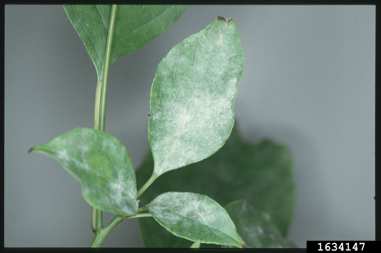 Powdery mildew (Erysiphe pulchra)