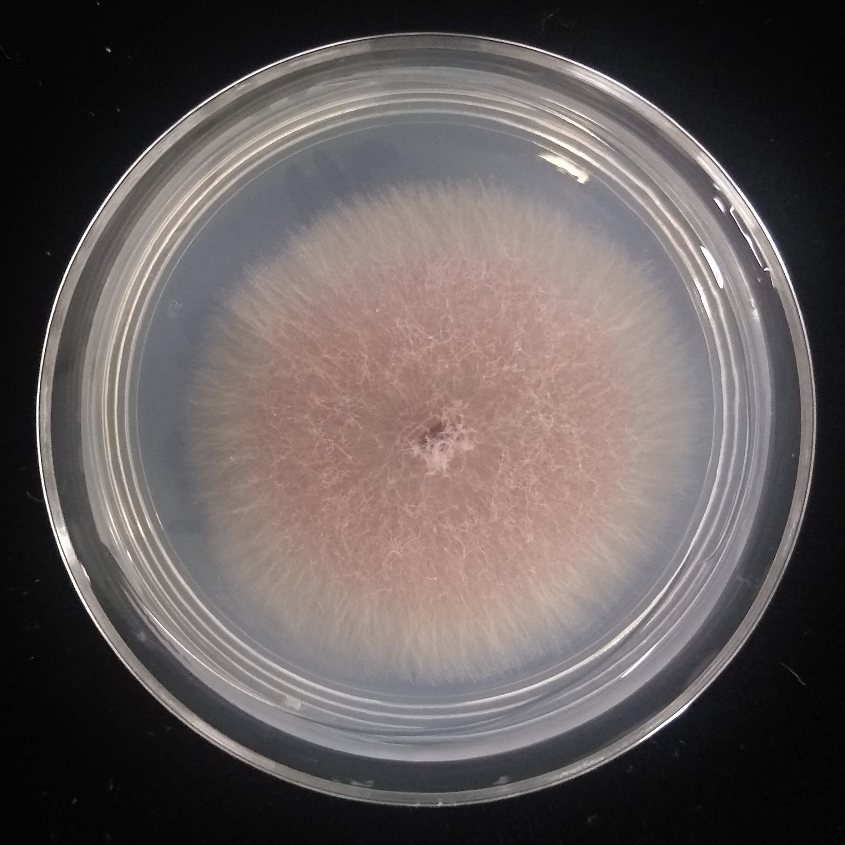 Fusarium oxysporum F10-10 growing in the lab.