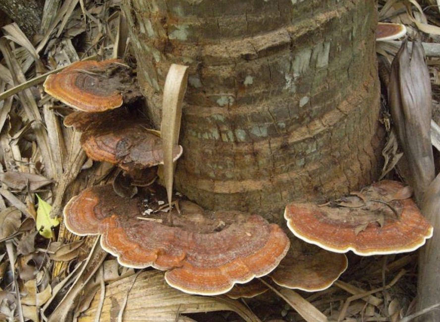 Fruiting body of Ganoderma boninense. credit: F Martin