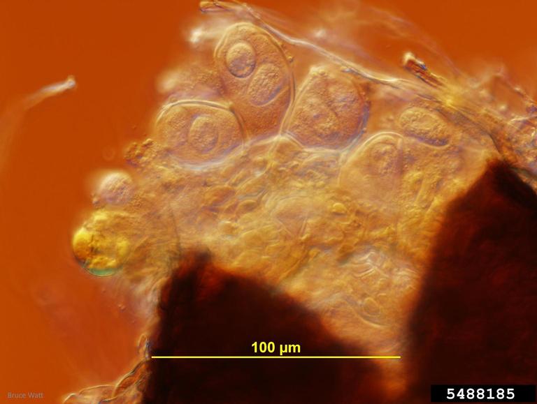 Ruptured chasmothecium of Golovinomyces cichoracearum with multiple two-spored asci.