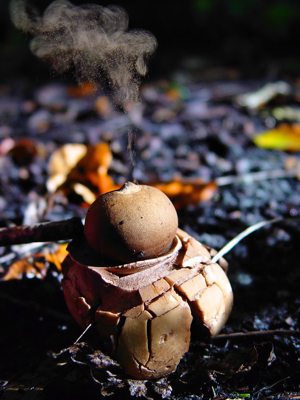 Geastrum triplex spore dispersal