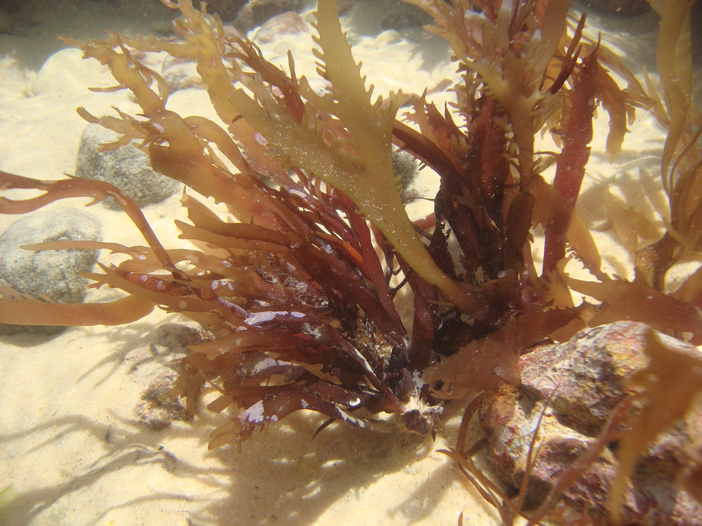 Gracilaria domingensis female gametophyte thalli