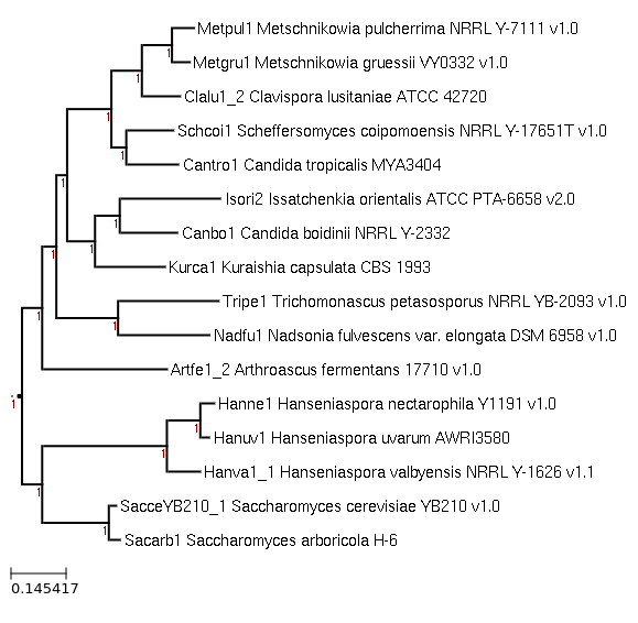 Photo of Hanseniaspora uvarum AWRI3580