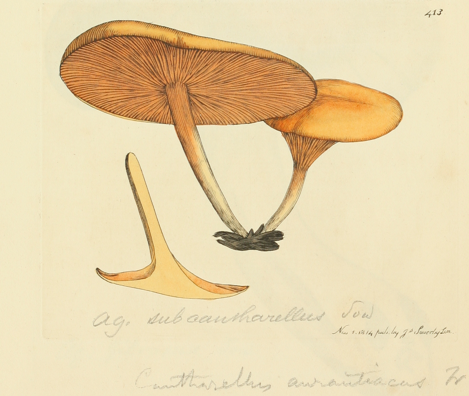 Photo of Hygrophoropsis aurantiaca ATCC 28755 v1.0