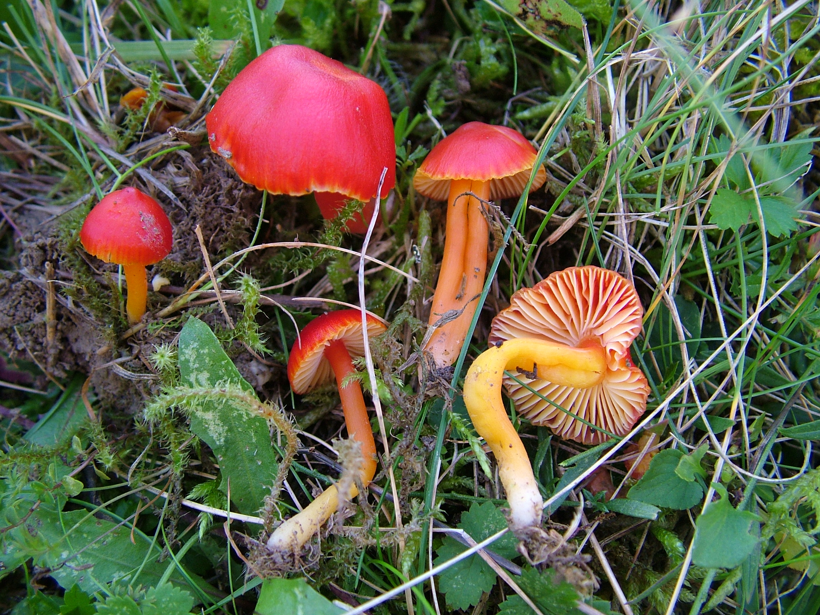 Photo of Hygrocybe coccinea JK88 v2.0