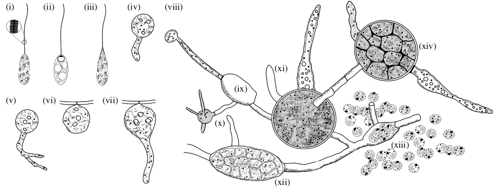 Hyphochytrium catenoides