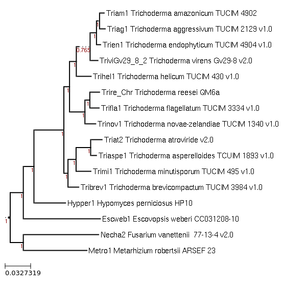 Photo of Hypomyces perniciosus HP10