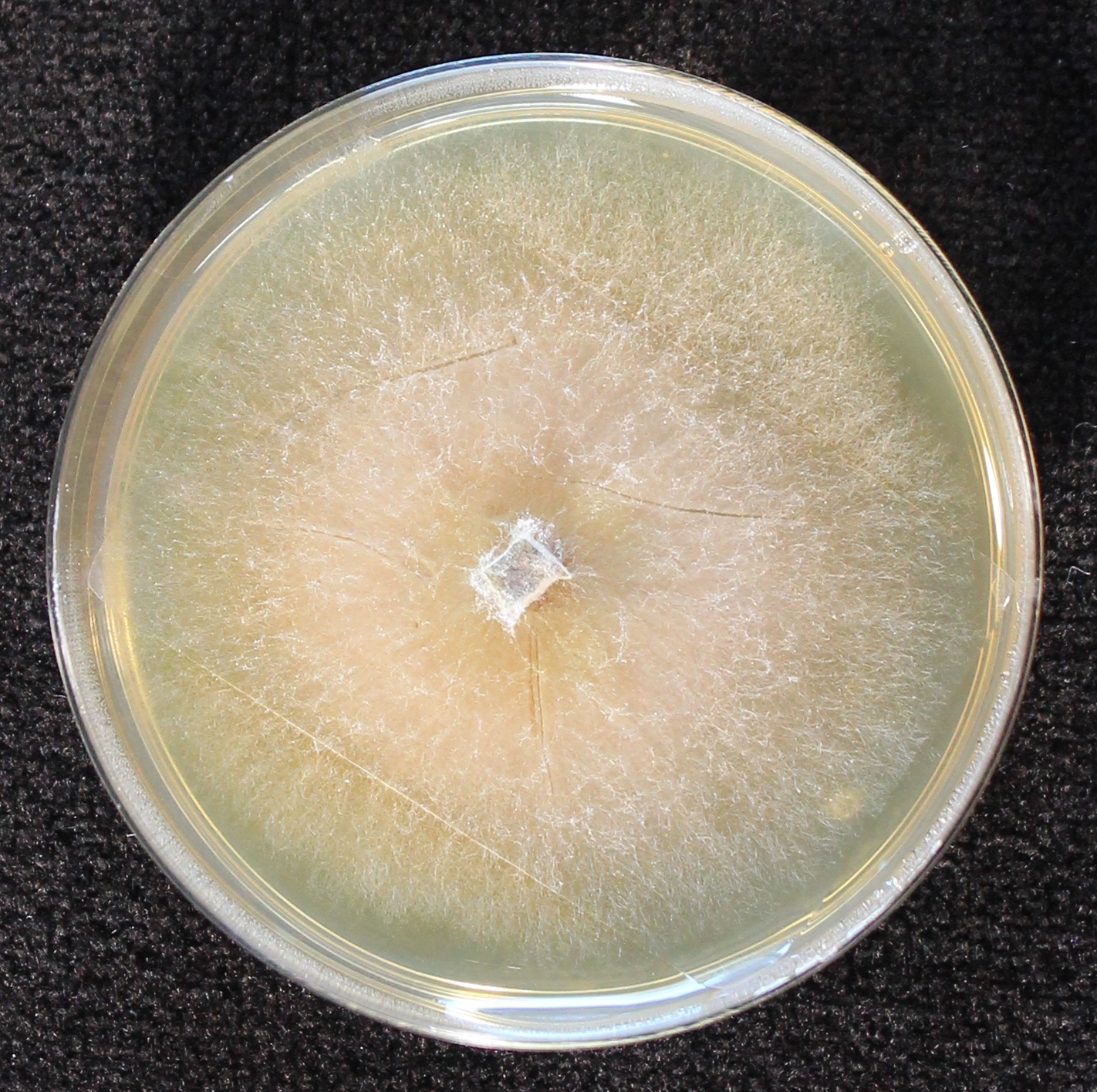 Photo credit: Jana M. U'Ren. Grown on 2% Malt Extract Agar.