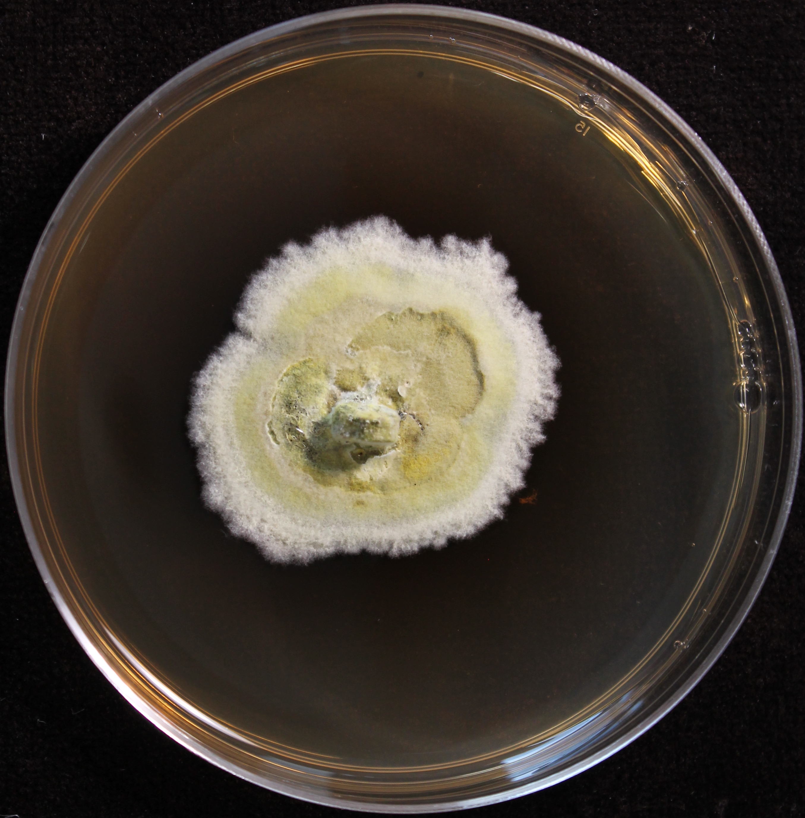 Photo credit: Jana M. U'Ren. Grown on 2% Malt Extract Agar.