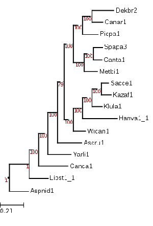 Kazachstania africana CBS 2517 ML phylogeny