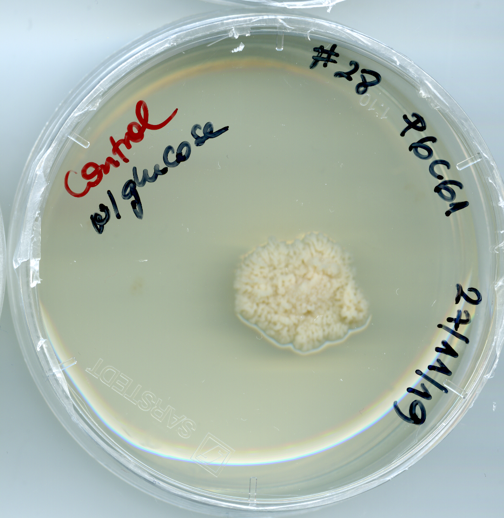 Kriegeriales isolate P6C61 growing in the lab. Image Credit: Mariana Kluge
