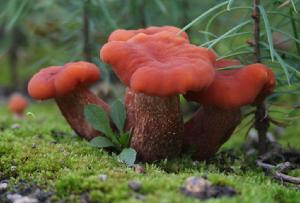 Laccaria bicolor image