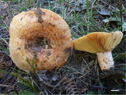 Lactarius deliciosus